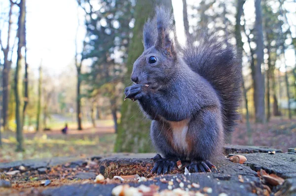 Fındık kenevir bir güneşli bahar gün yeme. kabarık siyah kürk ile sincap