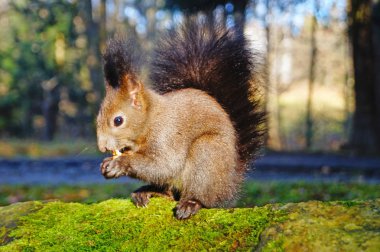 Fındık kenevir bir güneşli bahar gün yeme. kabarık siyah kürk ile sincap