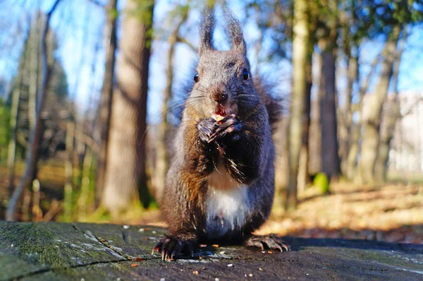 Squirrel Fluffy Black Fur Eating Nuts Hemp Sunny Spring Day — Stock Photo, Image