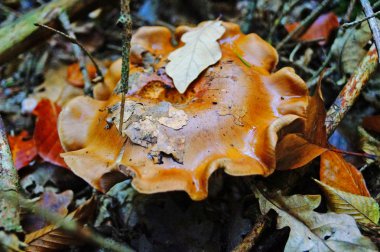 Güneşli bir günde sarı yapraklar sonbaharda bir orman içinde mantar yetişir.