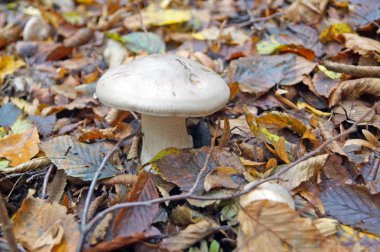 Güneşli bir günde sarı yapraklar sonbaharda bir orman içinde mantar yetişir.