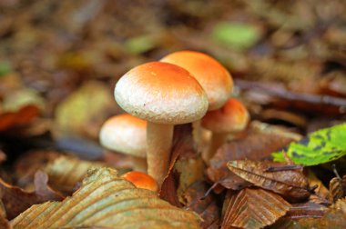 Mantar bej kap ve beyaz bacak ile bir sonbahar gününde ormandaki yeşillik içinde büyür