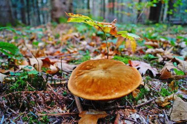 Çörek erythropos mantar kahverengi şapkası ve ot ve yaprak sonbahar ormanında kırmızı bir bacak ile                               