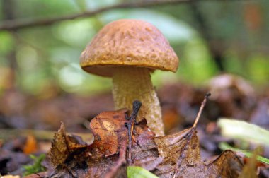 Sonbahar ormandaki bir ağaç üzerinde beyaz renkli mantar Hercium corallodes büyür.