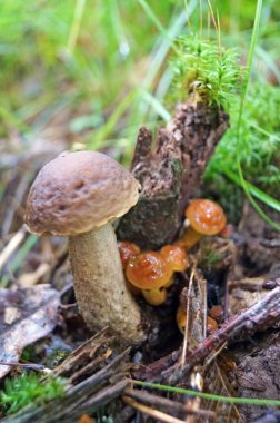 Sonbahar ormandaki bir ağaç üzerinde beyaz renkli mantar Hercium corallodes büyür.