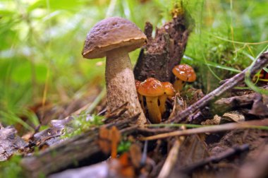 Sonbahar ormandaki bir ağaç üzerinde beyaz renkli mantar Hercium corallodes büyür.