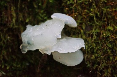 Postia stiptika beyaz mantar sonbahar ormanda yetişen