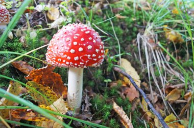 Amanita kırmızı bir şapka ve büyüyen orman çim çimen ormandaki bir sonbahar gününde büyüyen bir sonbahar günü beyaz bir bacak ile