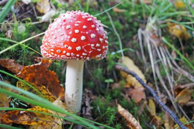 Amanita kırmızı bir şapka ve büyüyen orman çim çimen ormandaki bir sonbahar gününde büyüyen bir sonbahar günü beyaz bir bacak ile