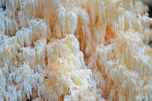 Sonbahar ormandaki bir ağaç üzerinde beyaz renkli mantar Hercium corallodes büyür.