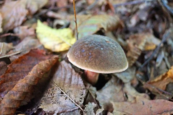 Boletus Erythromushroom Коричневой Шапкой Красной Ножкой Осеннем Лесу Траве Листьях — стоковое фото