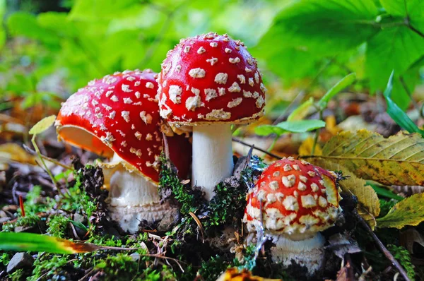 赤い帽子と白い脚で森草秋の日秋の日に森に草の成長に成長とテングタケ — ストック写真