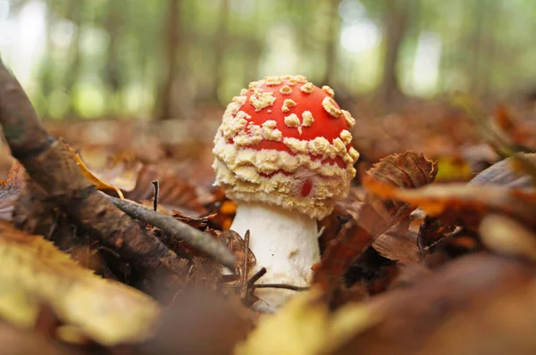 赤い帽子と白い脚とテングタケが秋の日に森の葉で育つ — ストック写真