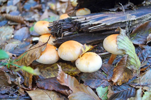Pilze Mit Beiger Kappe Und Weißem Bein Wachsen Einem Herbsttag — Stockfoto