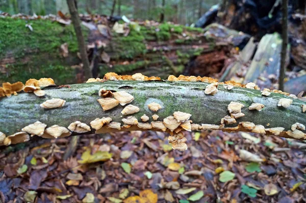 Beige Mushrooms Grow Trunk Fallen Tree Covered Moss — Stock Photo, Image