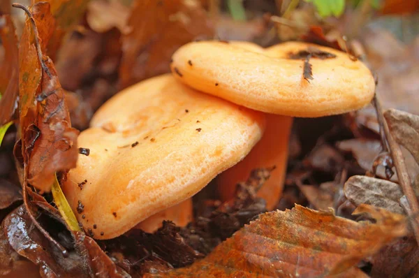 Lactarius Deliciosus 오렌지 모자와 버섯과을 숲에서에서 — 스톡 사진