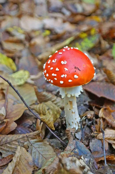 Amanita Med Rött Lock Och Vita Ben Växer Bladverk Skogen — Stockfoto