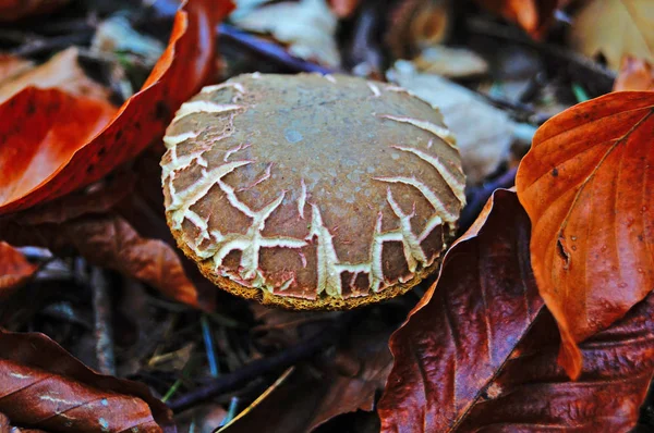 Mushrooms Brown Cap Yellow Leg Grow Foliage Forest Autumn Day — Stock Photo, Image