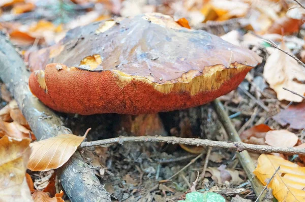 Boletus Erythropos Cogumelo Com Chapéu Marrom Uma Perna Vermelha Floresta — Fotografia de Stock