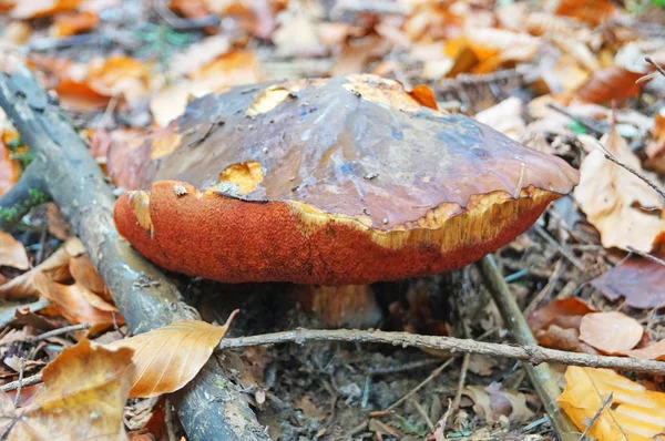Boletus Erythropos Cogumelo Com Chapéu Marrom Uma Perna Vermelha Floresta — Fotografia de Stock