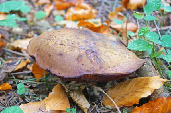 Boletus Erythromushroom Коричневой Шапкой Красной Ножкой Осеннем Лесу Траве Листьях — стоковое фото