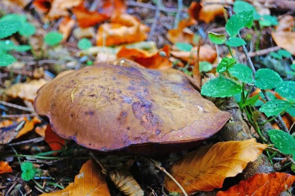 Boletus Erythromushroom Коричневой Шапкой Красной Ножкой Осеннем Лесу Траве Листьях — стоковое фото