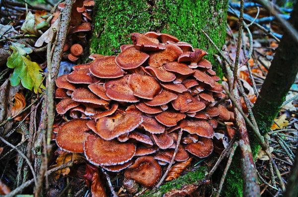 Mushrooms Armillaria mellea with a beige hat and a leg grow on a tree covered with green moss                               