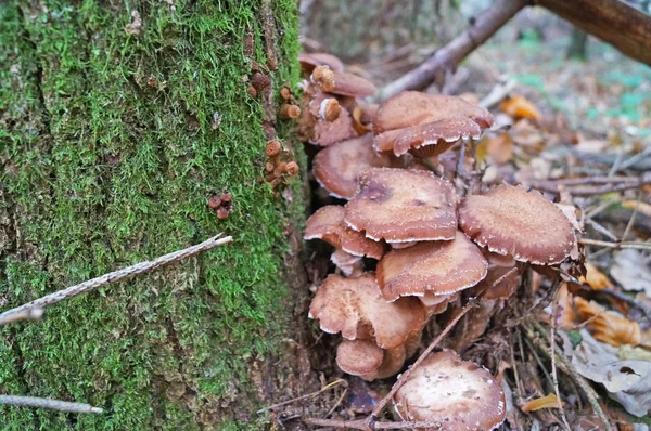 Грибы Armillaria Mellea Бежевой Шляпой Ногой Растут Дереве Покрытом Зеленым — стоковое фото