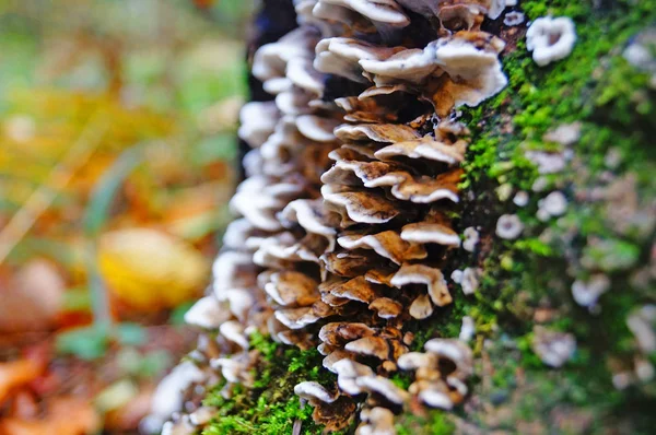 Beige Pilze Wachsen Stamm Eines Umgestürzten Baumes Der Mit Moos — Stockfoto
