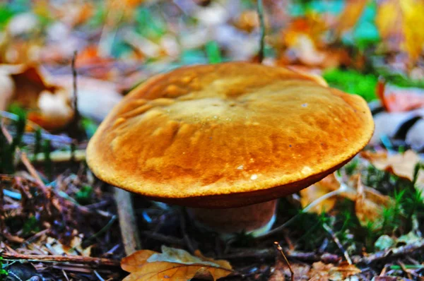 Boletus Erythropos Cogumelo Com Chapéu Marrom Uma Perna Vermelha Floresta — Fotografia de Stock