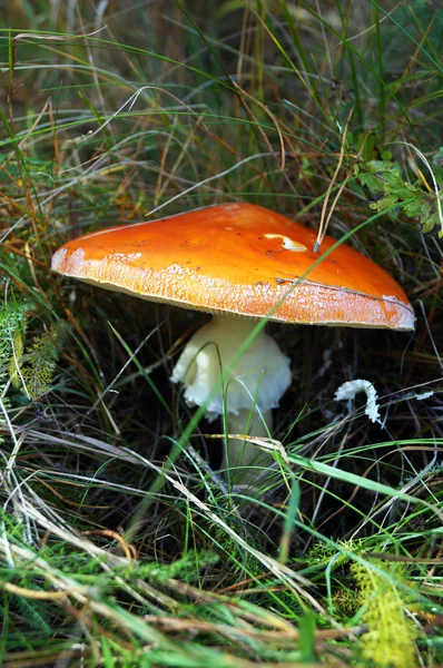 Amanita Com Chapéu Vermelho Uma Perna Branca Crescendo Grama Floresta — Fotografia de Stock