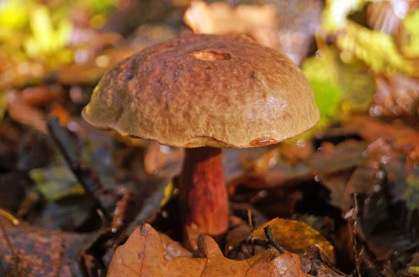 Boletus Erythropos Mushroom Brown Hat Red Leg Autumn Forest Grass — Stock Photo, Image