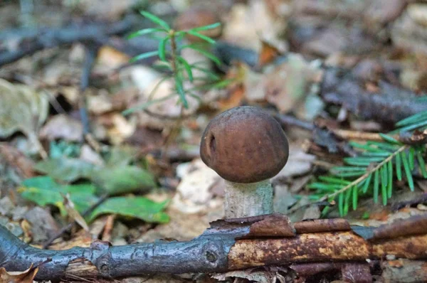 Der Weiße Pilz Hercium Corallodes Wächst Auf Einem Baum Herbstwald — Stockfoto