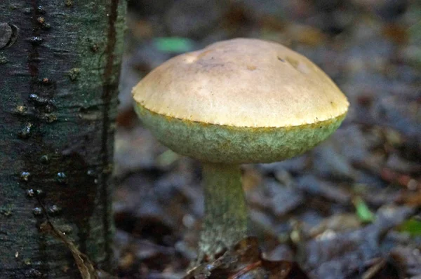 Fungo Bianco Hercium Corallodes Cresce Albero Nella Foresta Autunno — Foto Stock