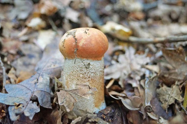 Der Weiße Pilz Hercium Corallodes Wächst Auf Einem Baum Herbstwald — Stockfoto