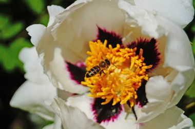 Bir arı bir ağaç Şakayık çiçeği beyaz büyük yaprakları ile üzerinden uçar ve Bush ile yeşil sarı Merkezi güneşli bahar gününde bırakır