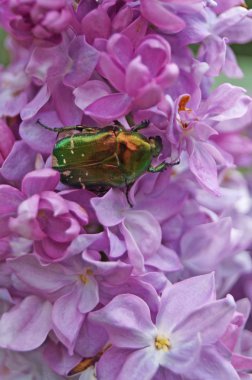 Ateş böceği böcek bir leylak dalı ile mor çiçekler bir bahar gününde oturur