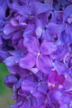 Lila, mor ve pembe Eflatun çiçekler dal güneşli bir bahar yeşil yaprakları ile