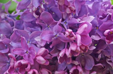 Lila, mor ve pembe Eflatun çiçekler dal güneşli bir bahar yeşil yaprakları ile