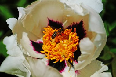 Bir arı bir ağaç Şakayık çiçeği beyaz büyük yaprakları ile üzerinden uçar ve Bush ile yeşil sarı Merkezi güneşli bahar gününde bırakır