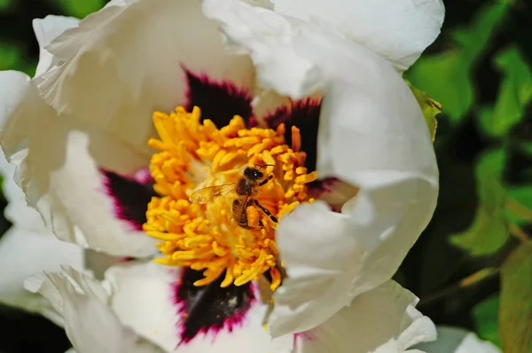 A bee flies over a tree peony flower with white large petals and a yellow center on a bush with green leaves on a sunny spring day