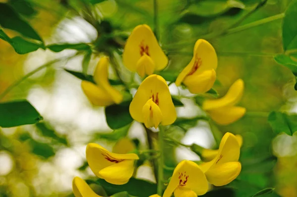 Wisteria Flower Yellow Petals Branch Green Leaves Spring Day — Stock Photo, Image