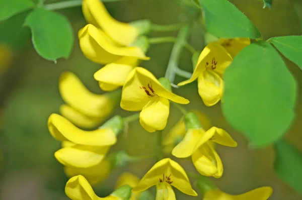 Flor Glicina Con Pétalos Amarillos Una Rama Con Hojas Verdes —  Fotos de Stock