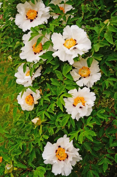 Fleur Pivoinier Avec Les Grands Pétales Blancs Centre Jaune Sur — Photo