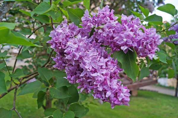 Fiori Lilla Viola Rosa Lilla Ramo Con Foglie Verdi Una — Foto Stock