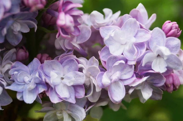 ライラック 紫とピンク ライラック色の花の枝に春の晴れた日に緑の葉を持つ — ストック写真
