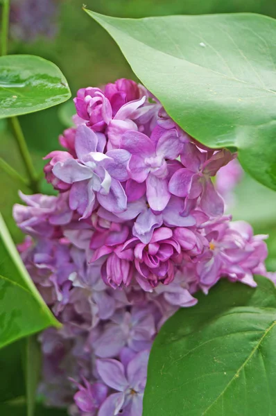Сиреневые Фиолетовые Розовые Сиреневые Цветы Ветке Зелеными Листьями Весенний Солнечный — стоковое фото