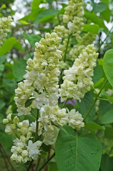 Fiori Lilla Bianchi Giallastri Verdastri Ramo Con Foglie Verdi Una — Foto Stock