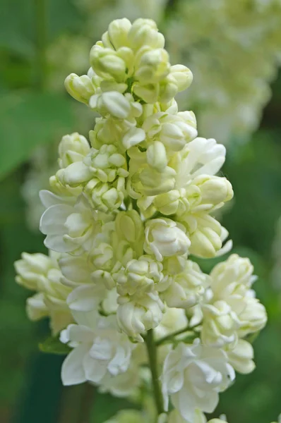 Wit Gelige Groenachtig Lila Bloemen Een Tak Met Groene Bladeren — Stockfoto