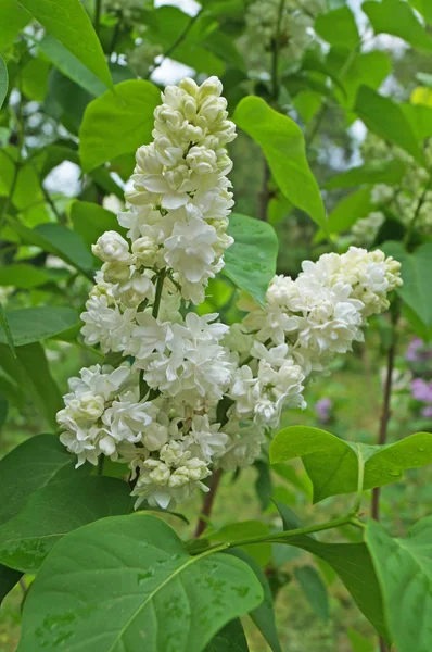 Vit Gulaktig Och Grönaktig Lila Blommor Gren Med Gröna Blad — Stockfoto